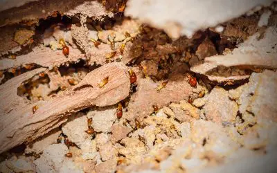 4 Ways to Prevent a Termite Infestation In Your Home