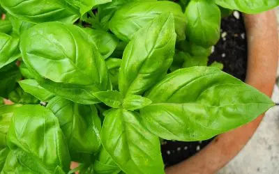 4 Plants for Your Patio