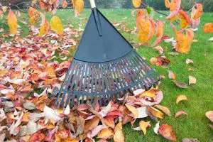 fall lawn maintenance