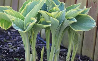 5 Tips to Prepare Your Garden for Spring