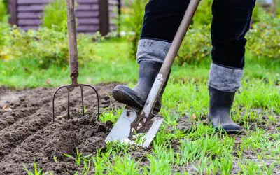 Help Your Garden Thrive: Summer Gardening Tips That Work