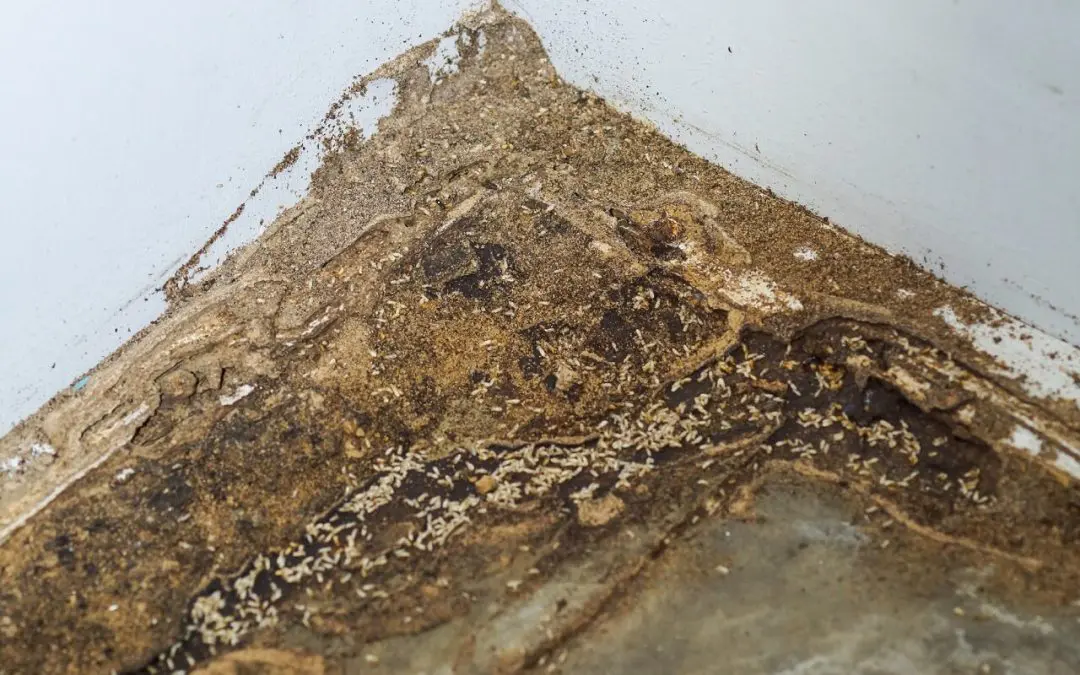 Unwanted Guests: Key Signs of Termites in Your Home