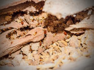 prevent a termite infestation