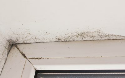 How to Spot and Evaluate Signs of Mold in Your Home