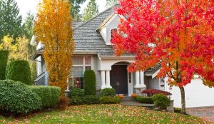 caring for your trees in fall