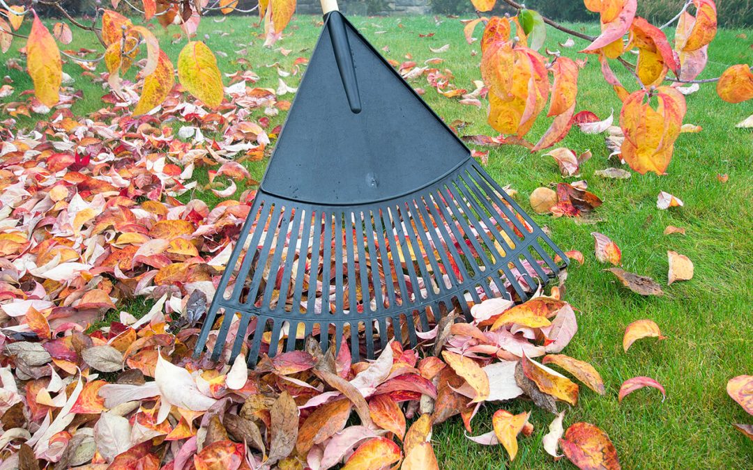 5 Tips for Fall Lawn Maintenance